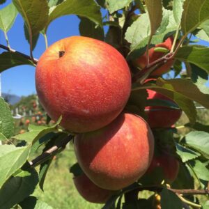 Mele presidio Slow Food