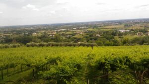 Vitivinicoltura Friuli Venezia Giulia