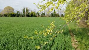 marketing agroalimentare
